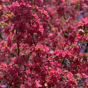 Meet your Posher, Dewi